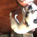 Babysitting Panda (457685)