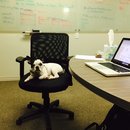 Little Panda at the Office (458027)