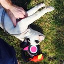 Backyard with Panda (458003)