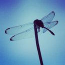 A Random Dragonfly