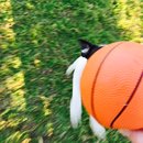 Backyard with Panda (457786)