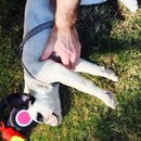 Backyard with Panda (457973)