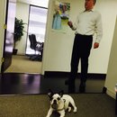 Little Panda at the Office (457874)