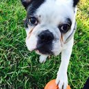 Backyard with Panda (457790)