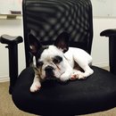 Little Panda at the Office (458075)