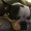 Babysitting Panda (458109)