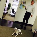 Little Panda at the Office (458065)