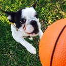 Backyard with Panda (458051)