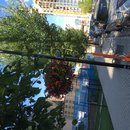 Calgary and The Tragically Hip (467742)