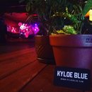 Kyloe Blue at Sidewinder (592192)