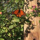 Voice and Exit (595488)