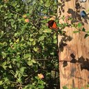 Voice and Exit (595725)