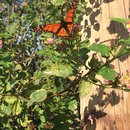 Voice and Exit (595620)