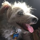 Random Baxter and Lolly Pictures (595705)