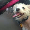 Random Baxter and Lolly Pictures (595604)