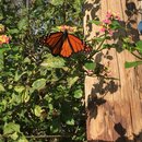 Voice and Exit (595697)