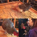 Chicken Shit Bingo and Jenga (597665)