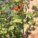 Voice and Exit (595796)