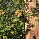 Voice and Exit (595833)