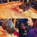 Chicken Shit Bingo and Jenga