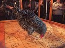 Chicken Shit Bingo and Jenga (597788)