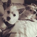 Playing with Lolly (606207)