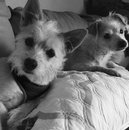 Playing with Lolly (606327)