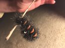 A Spiny Caterpillar (609335)