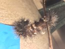 A Spiny Caterpillar (609310)