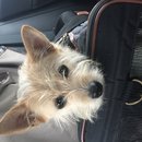 Mueller Walk with Lolly (609329)