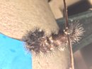A Spiny Caterpillar (609408)