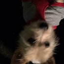 Random Baxter and Lolly Pictures (609432)