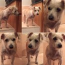 Random Baxter and Lolly Pictures (609491)