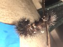 A Spiny Caterpillar (609380)