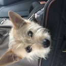 Mueller Walk with Lolly (609622)