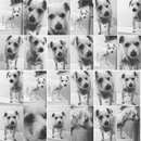 Random Baxter and Lolly Pictures (609624)