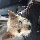 Mueller Walk with Lolly (609373)