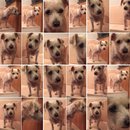 Random Baxter and Lolly Pictures (609697)