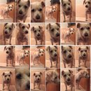 Random Baxter and Lolly Pictures (609803)