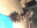 A Spiny Caterpillar (609874)
