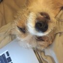 Atti at Home (610143)