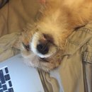 Atti at Home (610140)