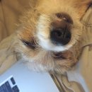 Atti at Home (610024)