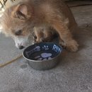 Week 2 with Atti (618029)