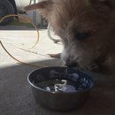 Week 2 with Atti (618043)