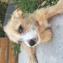 Week 2 with Atti (618129)