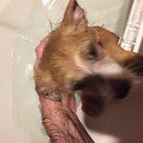 Week 2 with Atti (618082)