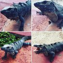 Visiting Akumal with Amy (619573)