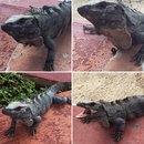 Visiting Akumal with Amy (619505)