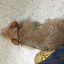 Atti's First Vet Visit (619560)